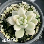 Echeveria Ruotao Variegated