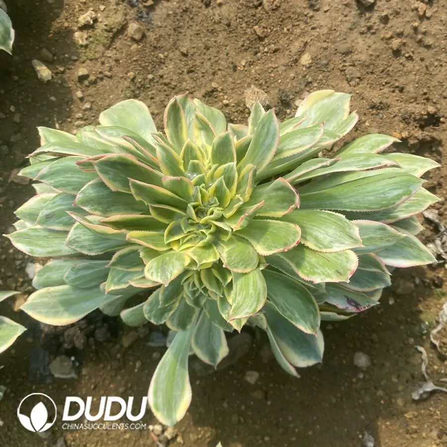 e201-283-2.webp Aeonium Sunburst Cristata - Image 1