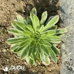 Aeonium Elizabeth Clustering