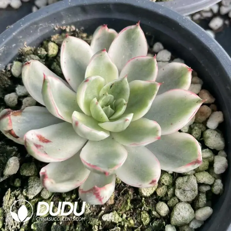 e201-285.webp Echeveria Giselle Variegated - Image 1