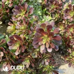 Aeonium Black Soybean Clustering