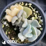 Echeveria Exotic yin yang Variegated