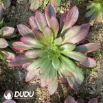 Aeonium Banshee Clustering