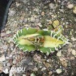 Agave Venom Variegated