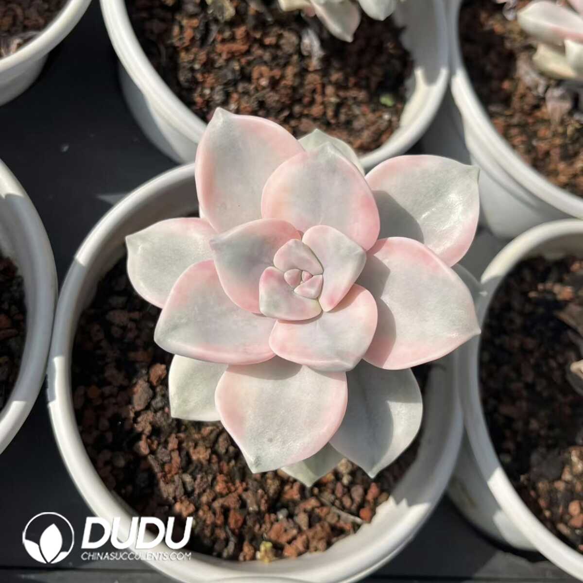 e201-29-2.jpg $4.15*24pcs Graptopetalum Purple Delight Variegated - Image 1