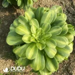 Aeonium Emerald Glaze Clustering(Selected)