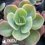Echeveria  Hybridization  variegated