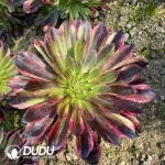 Aeonium Morandi Clustering