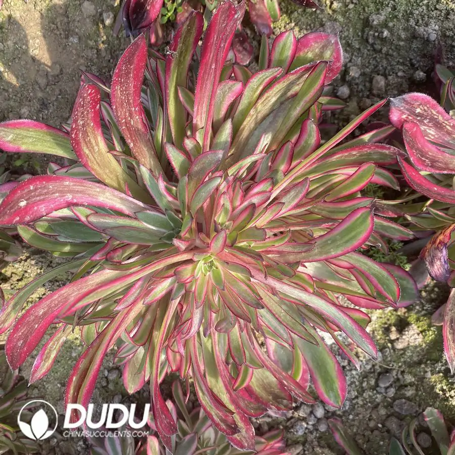 e201-291-2.webp Aeonium Zwartkin White Variegated Clustering - Image 1