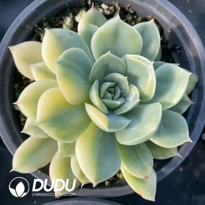 e201-291.webp Echeveria Moon Fairy Variegated - Image 1