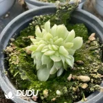 Echeveria jade beads variegated Cristate