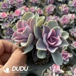 Echeveria Rainbow Double Head