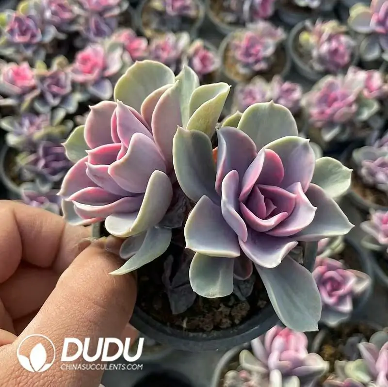 e201-293.webp Echeveria Rainbow Double Head - Image 1