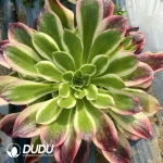 Aeonium Pink Diamond Clustering
