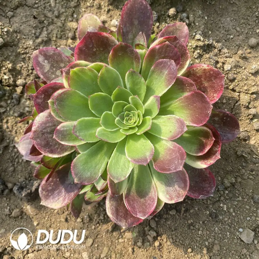 e201-296-2.webp Aeonium Halloween White Mutated ??Xishi??Clustering - Image 1