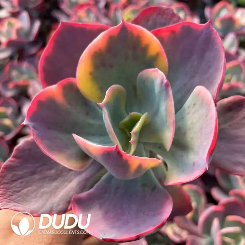 e201-296.webp Echeveria Field Variegated - Image 1