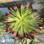 Aeonium Herben Clustering