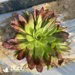 Aeonium Wan Deng color Clustering