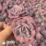 Echeveria Rain Drops Variegated Double Head