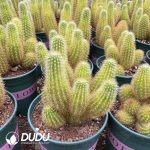 Cactus-Cleistocactus icosagonus Clustering