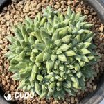 Pachyphytum Xiangsuo Monstrose