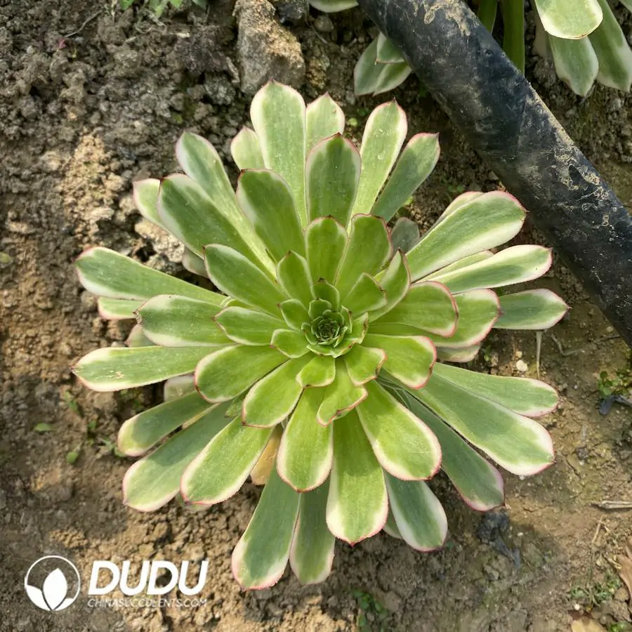 e201-301-1.webp Aeonium Meiji Clustering (Pink Body) - Image 1