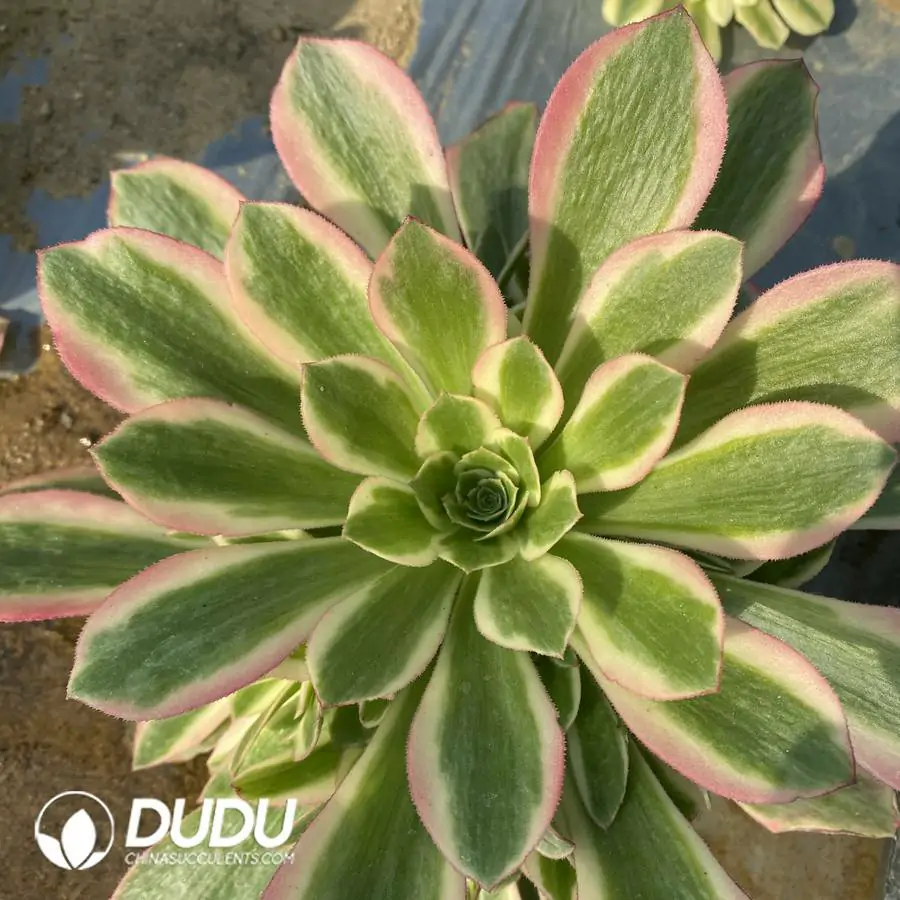 e201-304-1.webp Aeonium Colorful Stone Clustering - Image 1