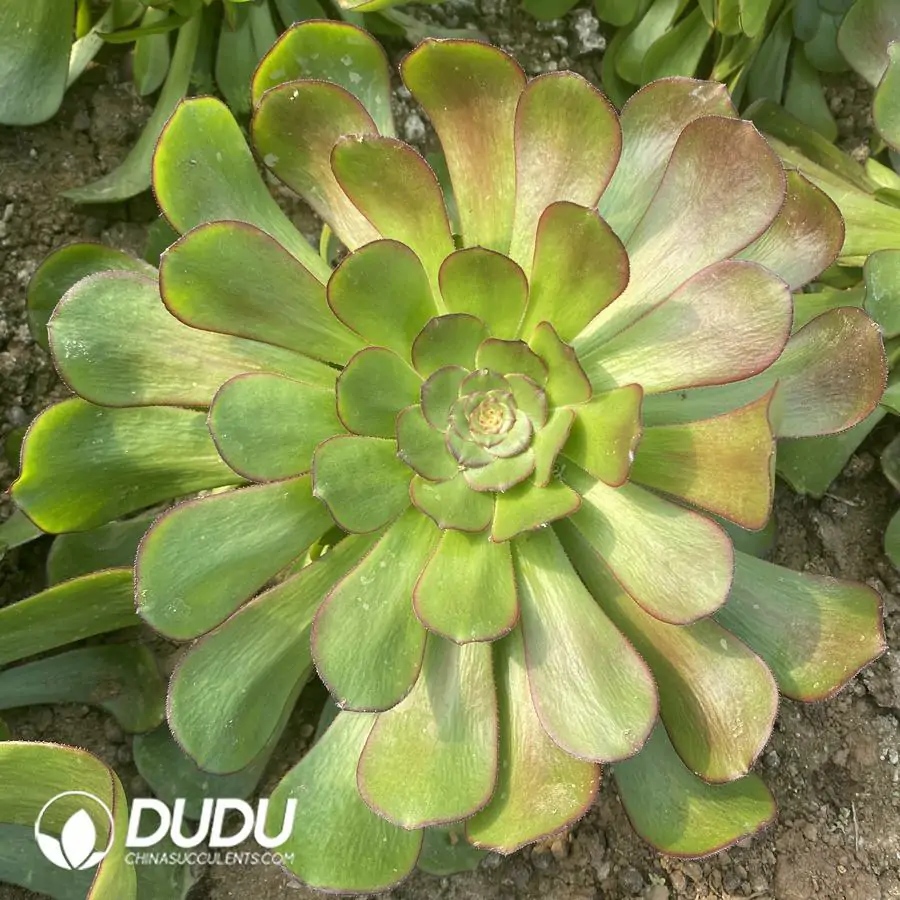 e201-304-2.webp Aeonium Voodoo Hybrids Clustering - Image 1