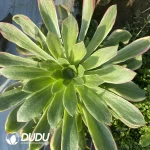 Aeonium Male God Clustering