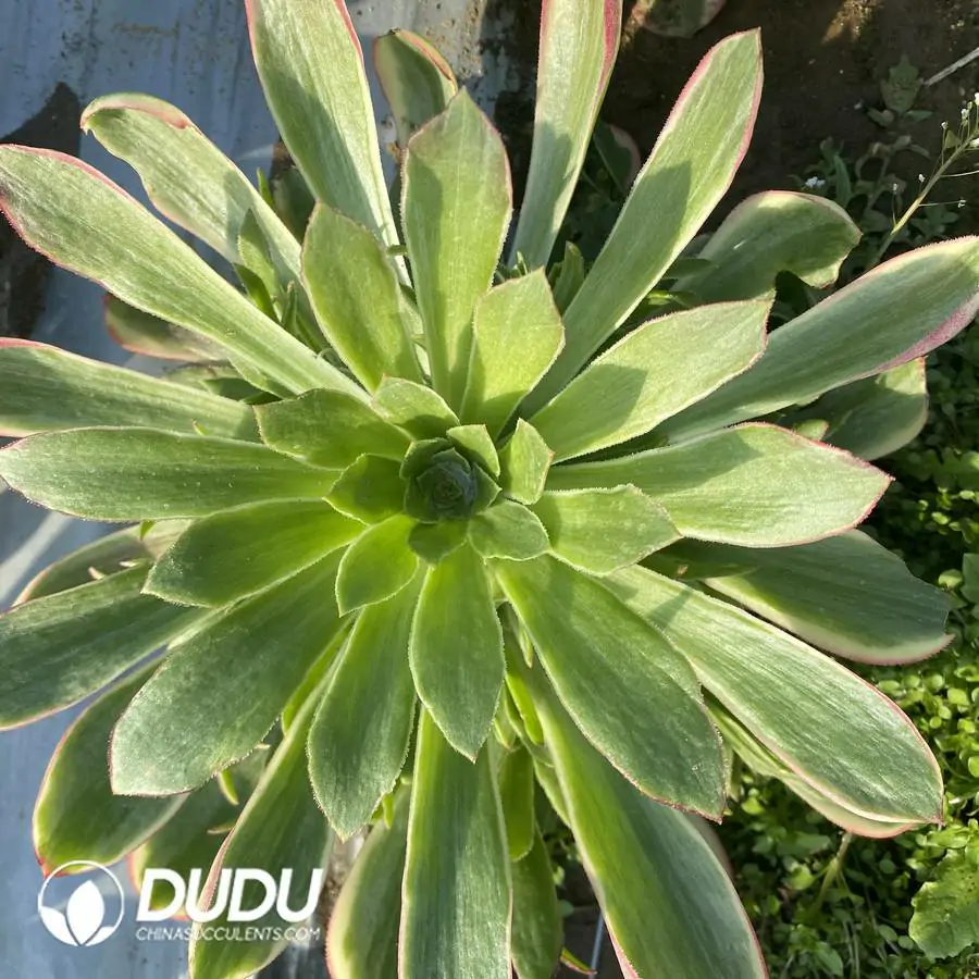 e201-308-1.webp Aeonium Male God Clustering - Image 1