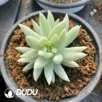 Sedum Thousand Buddha Hands Brocade Variegated