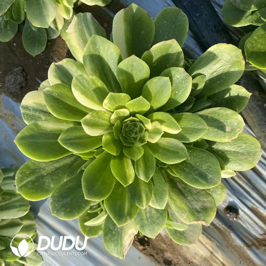 e201-312.webp Aeonium Colorful Glass Clustering - Image 1