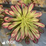 Aeonium Dancing Tianji Variegated Cluster