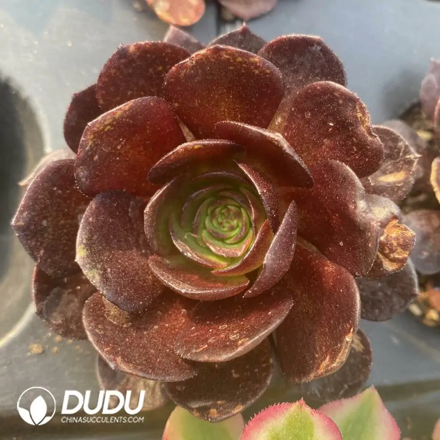 e201-318-2.webp Aeonium Black Knight Seedling - Image 1