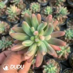 Sedum pachyphyllum  Perfect variegated