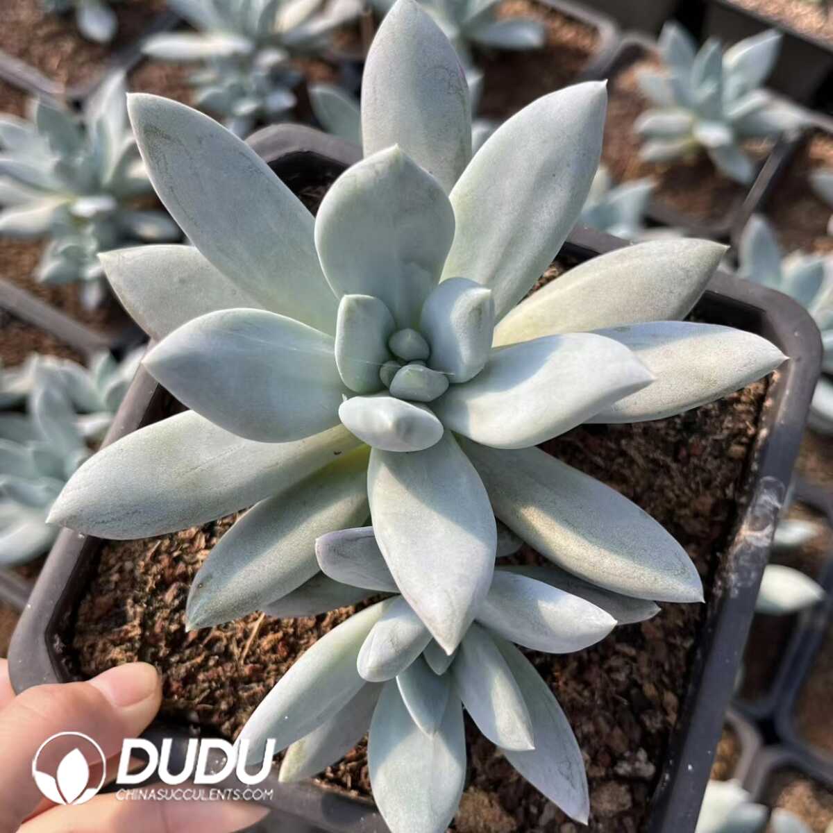 e201-32-2.jpg Echeveria Elizabeth - Image 1