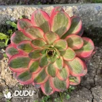 Aeonium Charm Gold Rose Clustering