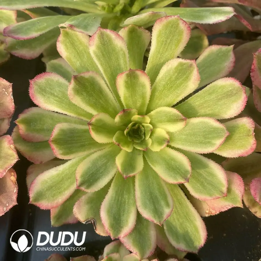 e201-320-2.webp Aeonium czar Seedling - Image 1