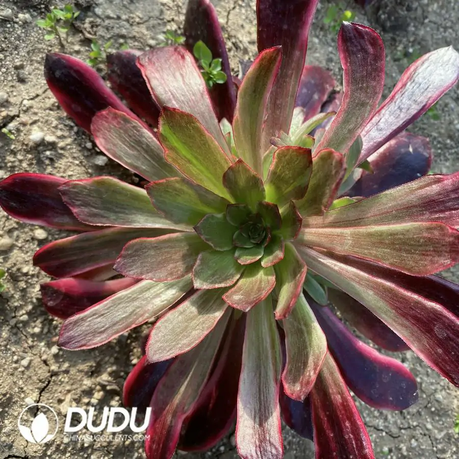 e201-322.webp Aeonium Colorful Medusa Clustering - Image 1