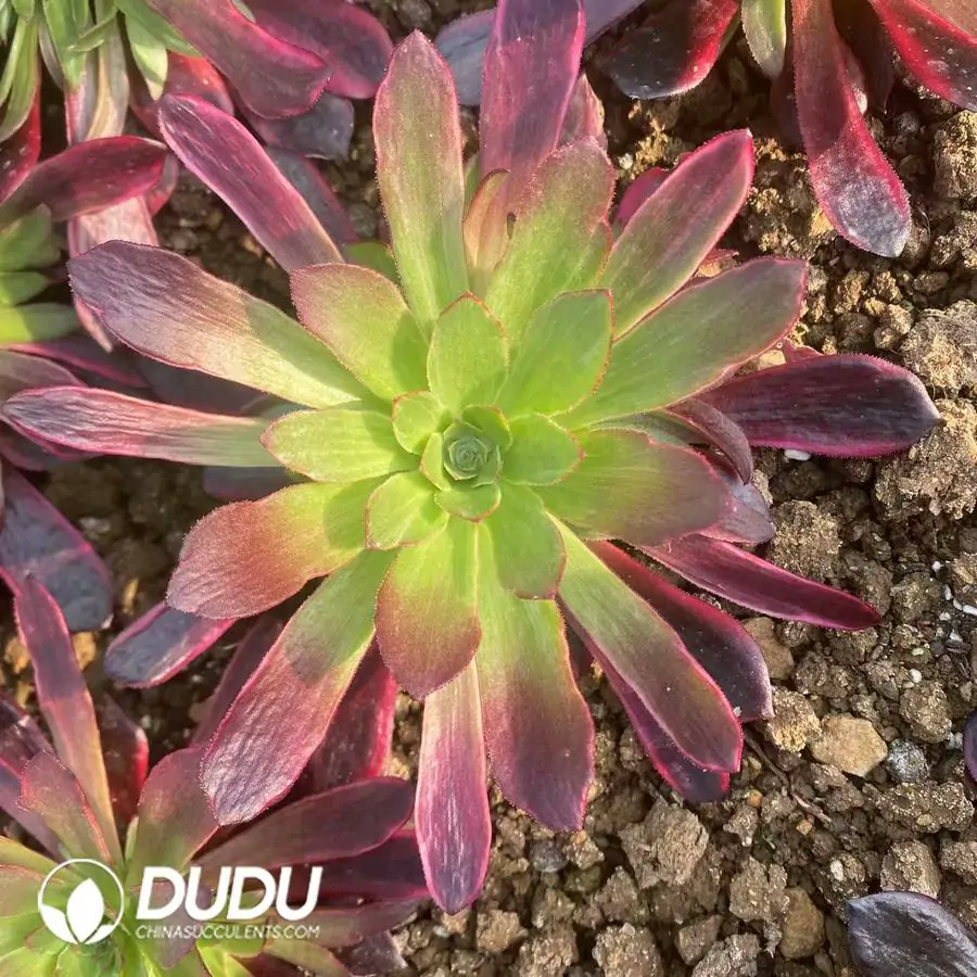 e201-325-1.webp Aeonium Medusa Silk Clustering - Image 1