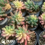 Sedum pachyphyllum  general variegated