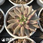 Pachyphytum Dark Pattern & Phantom Pattern (Multiple Flat-Headed Clustering)
