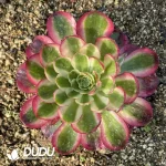 Aeonium Goodluck Clustering