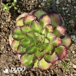 Aeonium Neptune Colorful Clustering