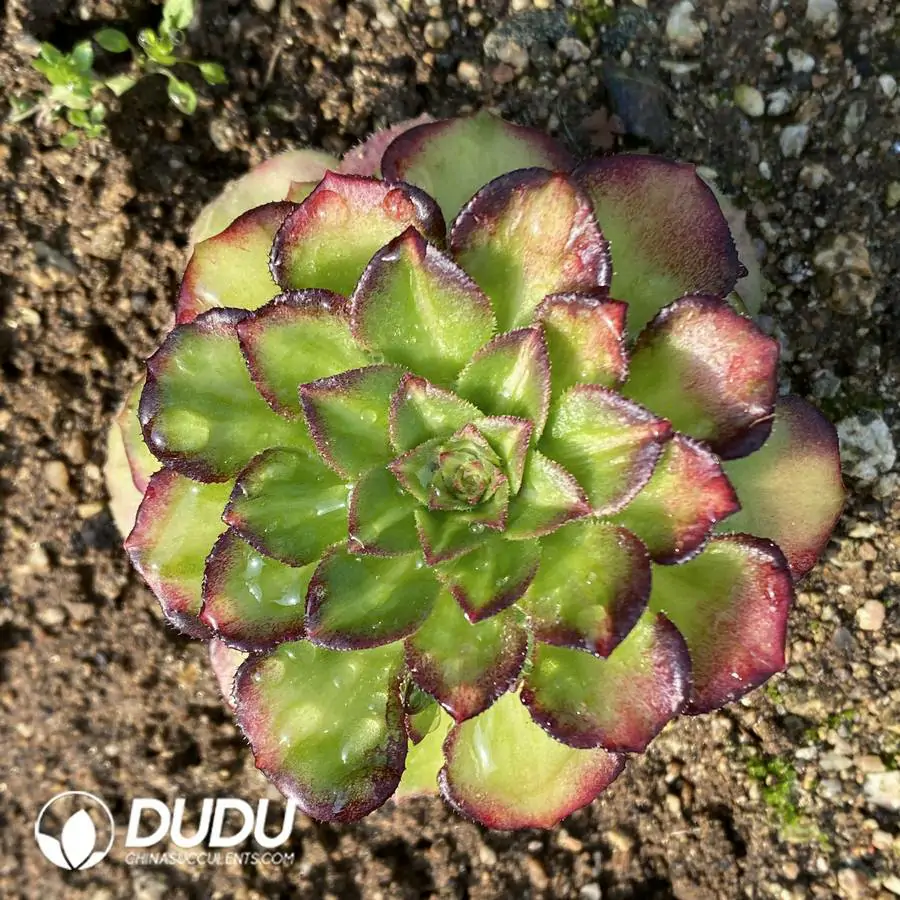 e201-331.webp Aeonium Neptune Colorful Clustering - Image 1