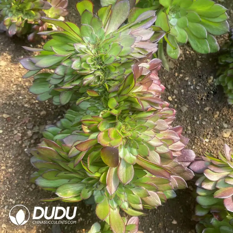 e201-338.webp Aeonium Dark Bronze Cristata - Image 1