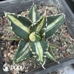Agave potatorum 'Kisshoukan' variegated