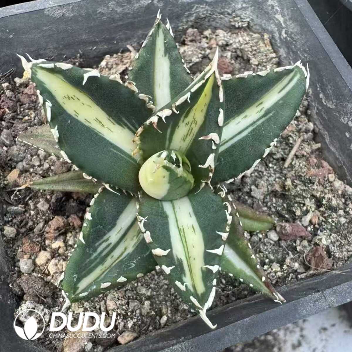 e201-34-1.jpg Agave potatorum 'Kisshoukan' variegated - Image 1