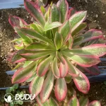 Aeonium Godness Clustering