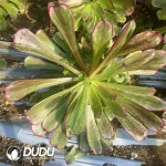 Aeonium Black Angel Clustering